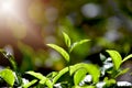 Green tea and fresh leaf tea garden. closeup top of green tea leaves in the morning, tea plantation, soft selected focus