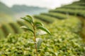 Green tea fresh leaves. Tea plantations.