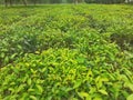 Green tea garden. Tea agriculture in Assam, India