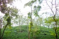 Green tea garden of Assam grown in lowland and Brahmaputra River Valley, Golaghat. Tea plantations Royalty Free Stock Photo