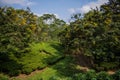 Green tea garden of Assam grown in lowland and Brahmaputra River Valley, Golaghat. Tea plantations Royalty Free Stock Photo