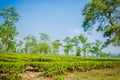 Green tea garden of Assam grown in lowland and Brahmaputra River Valley, Golaghat. Tea plantations Royalty Free Stock Photo