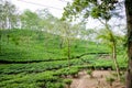 Green tea garden of Assam grown in lowland and Brahmaputra River Valley, Golaghat. Tea plantations Royalty Free Stock Photo