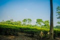 Green tea garden of Assam grown in lowland and Brahmaputra River Valley, Golaghat. Tea plantations Royalty Free Stock Photo