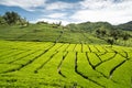 Green tea garden with blue sky