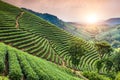 Green tea garden on the hill Royalty Free Stock Photo