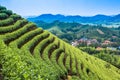 Green tea garden on the hill Royalty Free Stock Photo