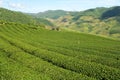 Green tea garden on the hill Royalty Free Stock Photo