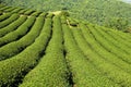 Green tea garden on the hill Royalty Free Stock Photo