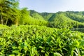 Green tea garden on the hill, China south Royalty Free Stock Photo