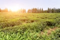 Green tea garden on the hill, china south