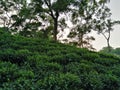 Green tea Garden hill in clear weather