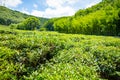 Green tea garden inland island Hainan, China