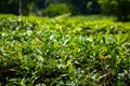 Green tea garden inland island Hainan, China