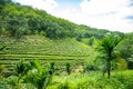 Green tea garden inland island Hainan, China Royalty Free Stock Photo