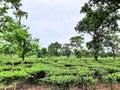 GREEN TEA GARDEN,SHADE PROVIDING TREES Royalty Free Stock Photo