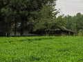 Green tea garden in summer. Royalty Free Stock Photo