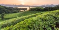 Green tea garden in sunset,China south