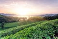 Green tea garden in sunset,China south Royalty Free Stock Photo