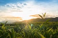 Green tea garden Royalty Free Stock Photo