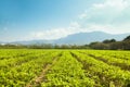 Green tea garden in taiwan Royalty Free Stock Photo