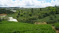 Green tea hill from 1932 in Cau Dat, Da Lat Royalty Free Stock Photo