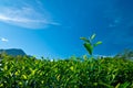 Green tea leaf with blue sky