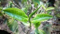 Green tea leaf buds Top view closeup in the tea garden at Assam, spring season tree sprouts Royalty Free Stock Photo