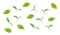 Green tea leaf collection isolated on white background Royalty Free Stock Photo