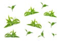 Green tea leaf collection isolated on white background Royalty Free Stock Photo