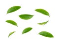 Green tea leaf collection isolated on white background Royalty Free Stock Photo