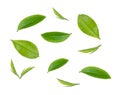 Green tea leaf collection isolated on white background Royalty Free Stock Photo