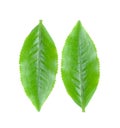 Green tea leaf collection isolated on white background Royalty Free Stock Photo