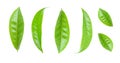 Green tea leaf collection isolated on white background Royalty Free Stock Photo