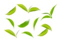 Green tea leaf collection isolated on white background Royalty Free Stock Photo
