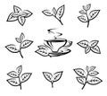 Green tea leaf collection set. Collection green tea leaf icon. Vector Royalty Free Stock Photo