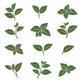 Green tea leaf collection set. Vector Royalty Free Stock Photo