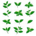 Green tea leaf collection set. Vector Royalty Free Stock Photo