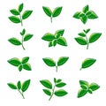 Green tea leaf collection set. Vector