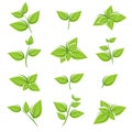 Green tea leaf collection set. Vector Royalty Free Stock Photo