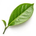 Green Tea Leaf Royalty Free Stock Photo