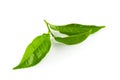 Green tea leaf isolated over white background Royalty Free Stock Photo