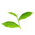 Green tea leaf isolated over white background Royalty Free Stock Photo