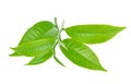 Green tea leaf,tea  isolated on white background Royalty Free Stock Photo