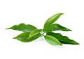 Green tea leaf Royalty Free Stock Photo