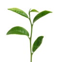 Green tea leaf isolated on white background Royalty Free Stock Photo