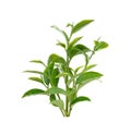 Green tea leaf isolated on white background Royalty Free Stock Photo