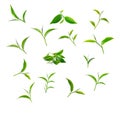 Green tea leaf isolated white background Royalty Free Stock Photo