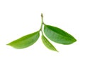 Green tea leaf isolated on white background Royalty Free Stock Photo