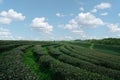 Green tea leaf plantation organic farm in morning, blue sky. Fresh green tea leaves. Green tea plantations in morning sunrise. Royalty Free Stock Photo